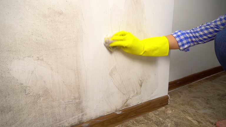 Best Industrial Mold Remediation  in Palmhurst, TX